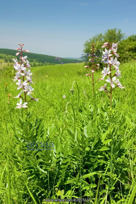 : Burning Bush - in grassland : Burning Bush - in grassland