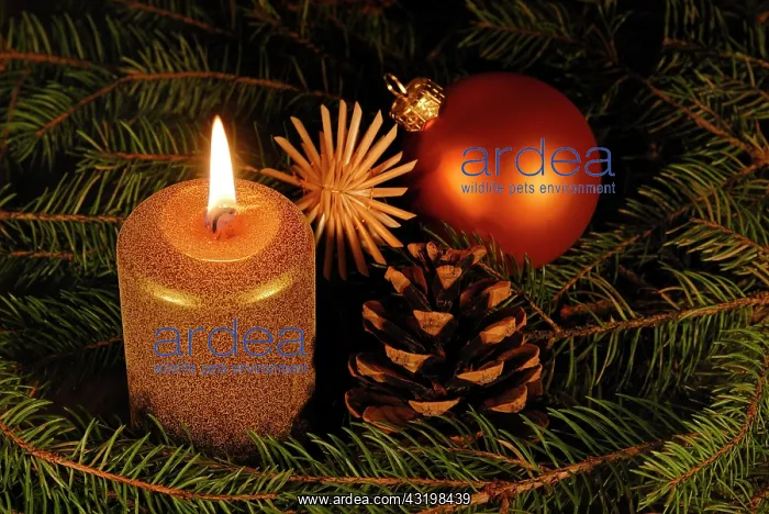 : A burning candle with Christmas decoration : A burning candle with Christmas decoration