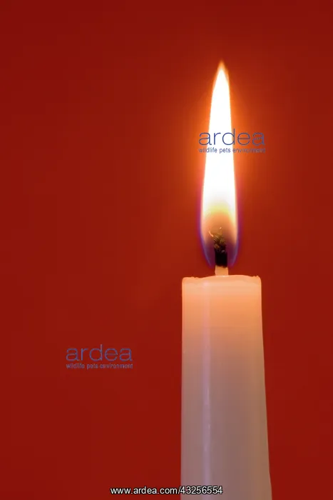 : Burning candle on red background : Burning candle on red background