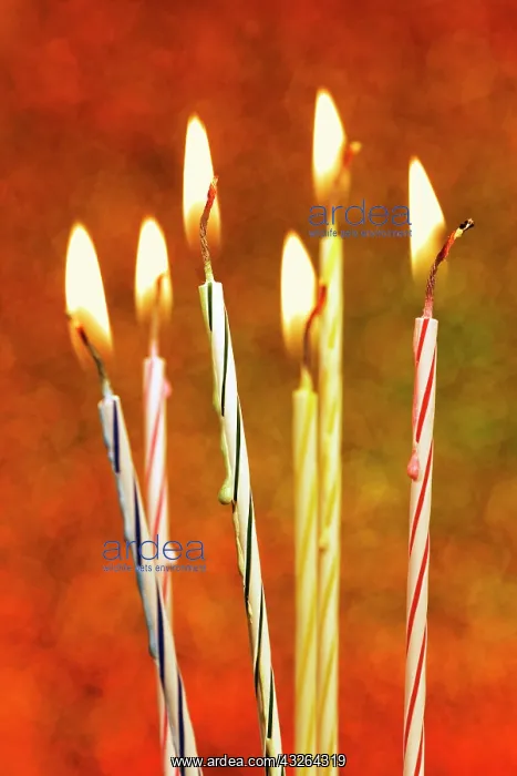 : Burning colored birthday candles : Burning colored birthday candles