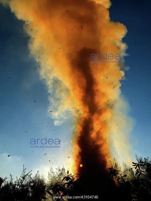: Burning Olive Cuttings : Burning Olive Cuttings