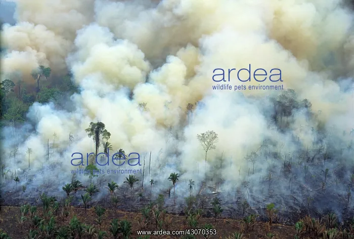: Burning rainforest : Burning rainforest
