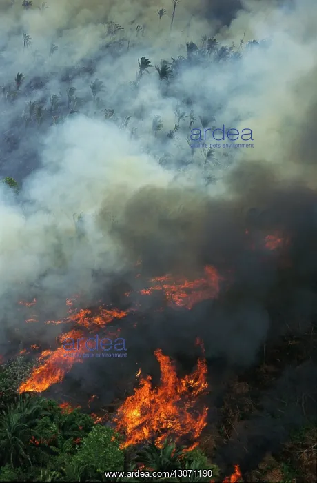 : Burning Rainforest, Brazil : Burning Rainforest, Brazil