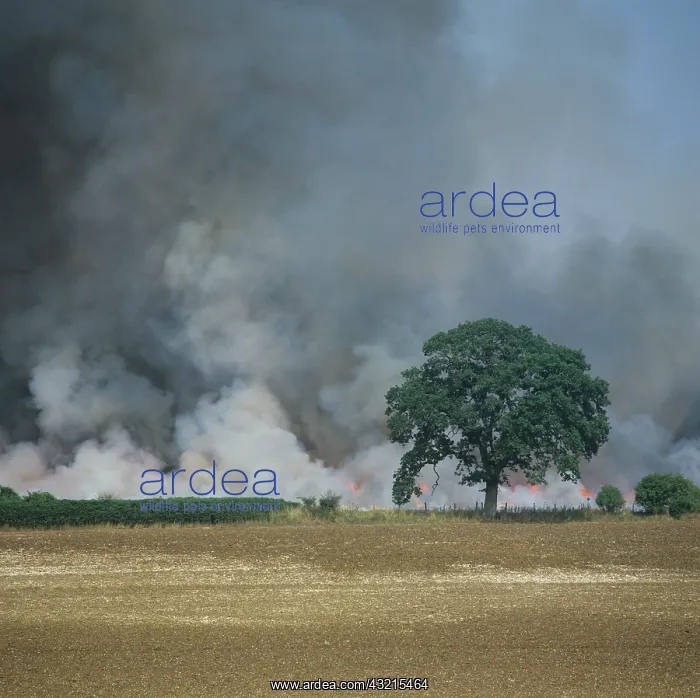 : Burning stubble field : Burning stubble field