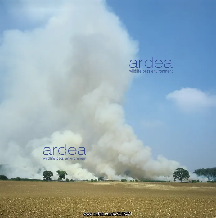 : Burning stubble field : Burning stubble field