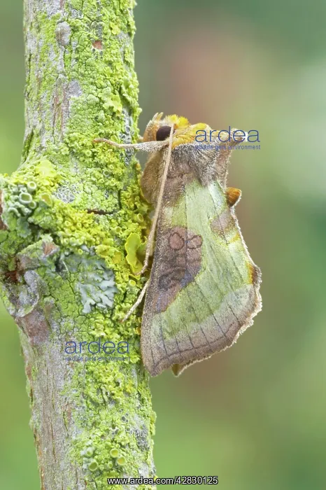 : Burnished Brass Moth : Burnished Brass Moth