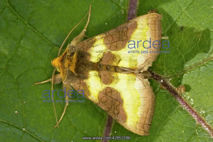 : Burnished Brass moth : Burnished Brass moth