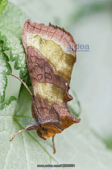 : Burnished Brass Moth : Burnished Brass Moth
