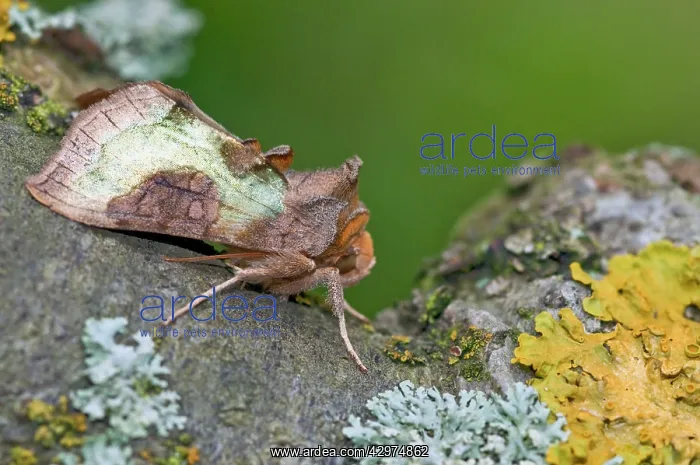 : Burnished Brass Moth - on branch with lichens : Burnished Brass Moth - on branch with lichens