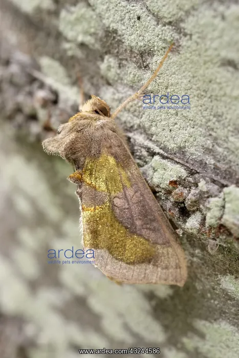  : Burnished brass moth, Norfolk UK