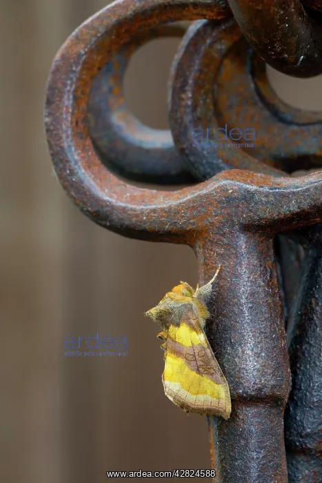 : Burnished Brass Moth - on Ornamental Keys : Burnished Brass Moth - on Ornamental Keys