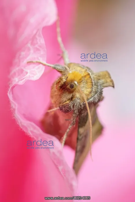 : Burnished Brass Moth - on pink flower petal : Burnished Brass Moth - on pink flower petal