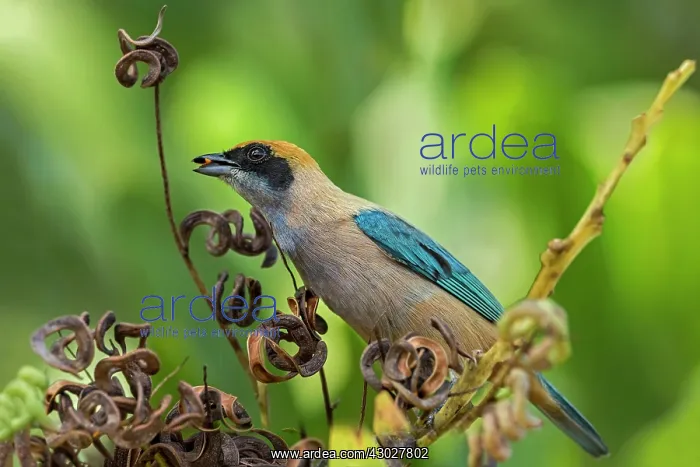  : Burnished-buff Tanager, Los Llanos, Colombia