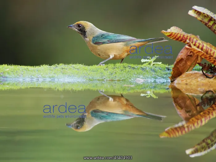 : Burnished Buff Tanager Stilpnia cayana Atlantic : Burnished Buff Tanager Stilpnia cayana Atlantic