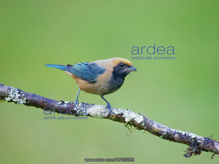 : Burnished Buff Tanager Stilpnia cayana Atlantic : Burnished Buff Tanager Stilpnia cayana Atlantic