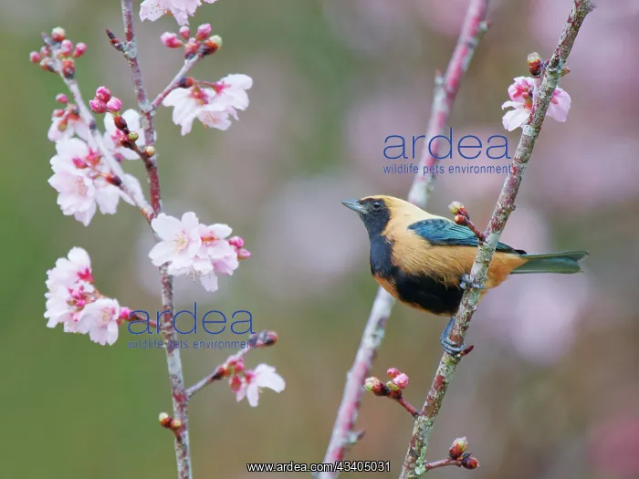 : Burnished Buff Tanager Stilpnia cayana Atlantic : Burnished Buff Tanager Stilpnia cayana Atlantic
