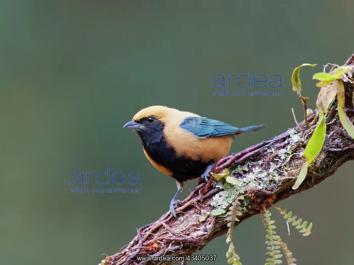 : Burnished Buff Tanager Stilpnia cayana Atlantic : Burnished Buff Tanager Stilpnia cayana Atlantic