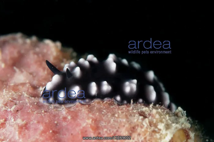 : Burn's Phyllidiopsis Nudibranch : Burn's Phyllidiopsis Nudibranch
