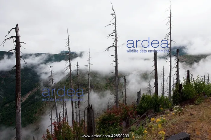 : Burnt coniferous forest regenerating following eruption : Burnt coniferous forest regenerating following eruption