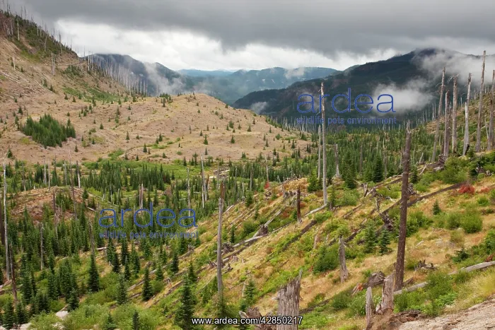 : Burnt coniferous forest regenerating following eruption : Burnt coniferous forest regenerating following eruption