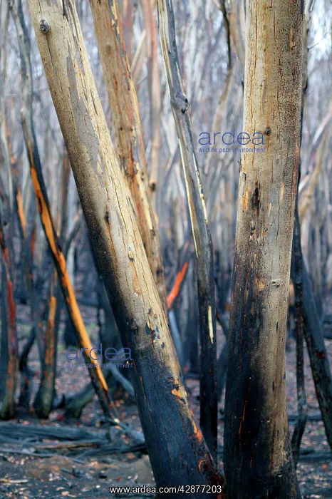 : Burnt Eucalyptus Tree : Burnt Eucalyptus Tree