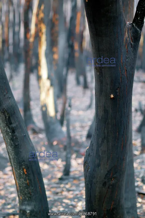: Burnt Eucalyptus Trees : Burnt Eucalyptus Trees
