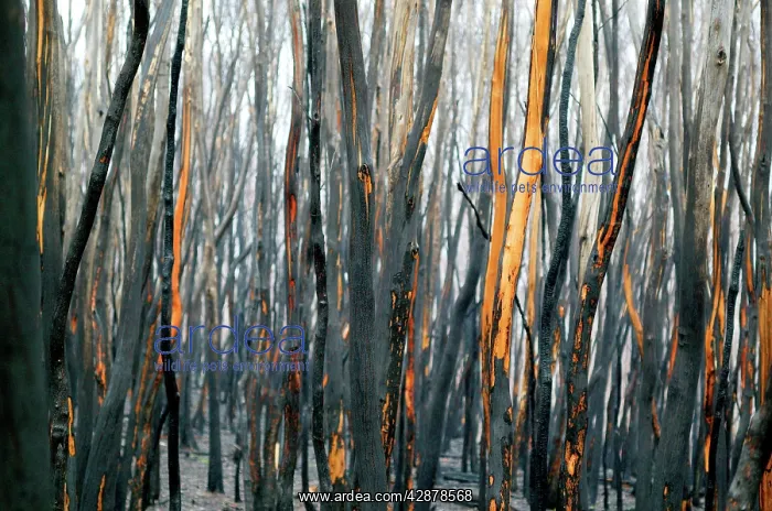 : Burnt Eucalyptus Trees : Burnt Eucalyptus Trees
