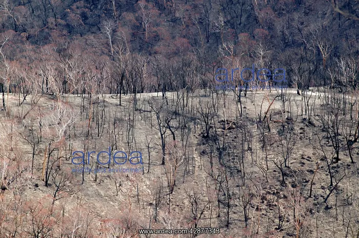 : Burnt forest - Bush fire aftermath : Burnt forest - Bush fire aftermath
