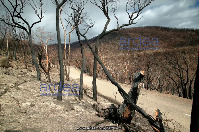 : Burnt forest on the Omeo Highway - Bush fire aftermath : Burnt forest on the Omeo Highway - Bush fire aftermath