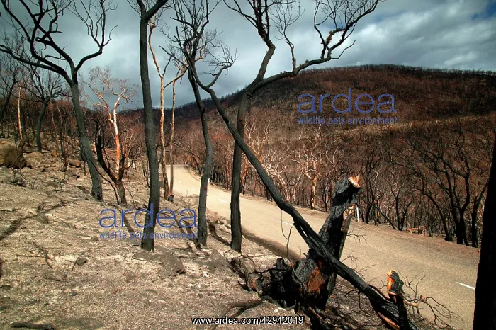 : Burnt forest on either side of Omeo Highway.Near : Burnt forest on either side of Omeo Highway.Near