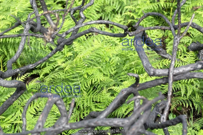 : Burnt Gorse Stems - with Bracken in the background : Burnt Gorse Stems - with Bracken in the background