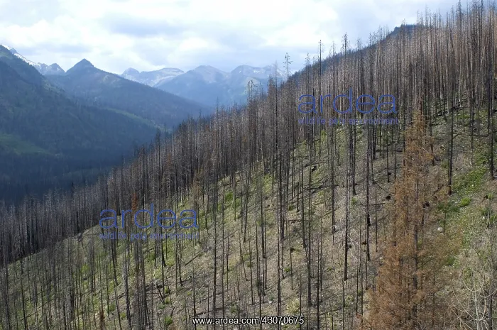 : Burnt Hillside : Burnt Hillside