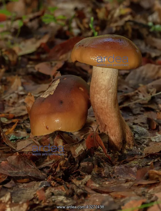 : Burnt Knight fungi, Tricholoma ustale, group in : Burnt Knight fungi, Tricholoma ustale, group in