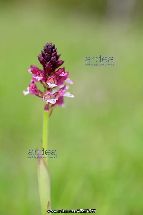  : Burnt Orchid