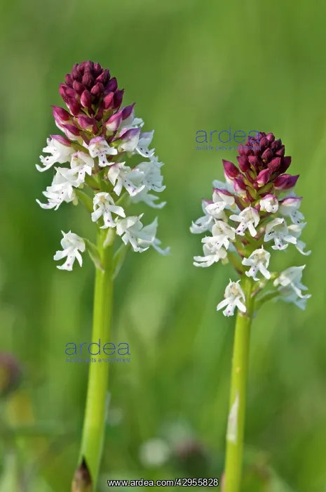  : Burnt Orchid
