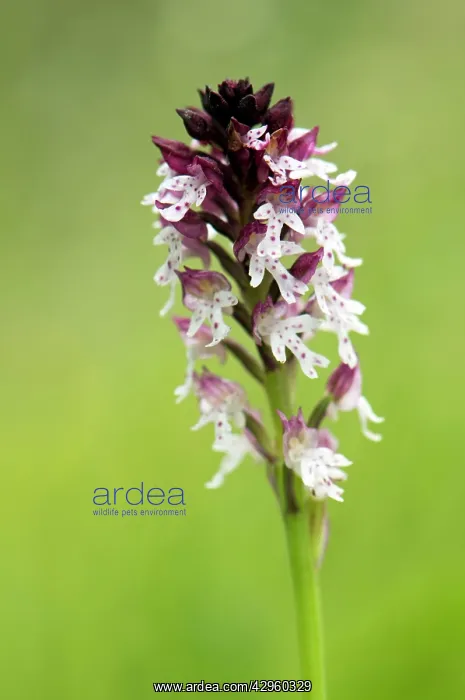  : Burnt Orchid