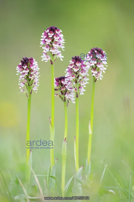 : Burnt orchid : Burnt orchid