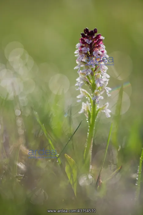 : Burnt orchid : Burnt orchid