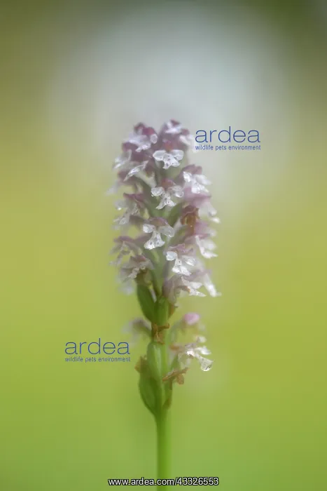 : Burnt orchid : Burnt orchid