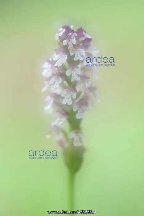 : Burnt orchid : Burnt orchid