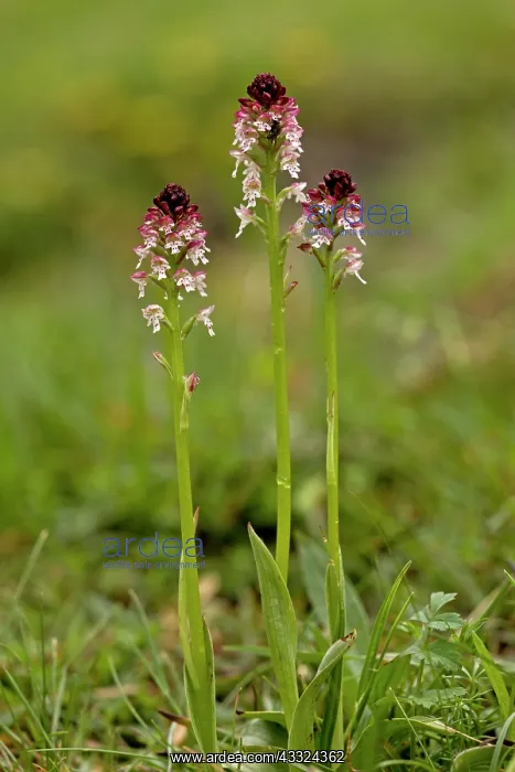 : Burnt Orchid / Burnt-tip Orchid / Dwarf Orchid A3 : Burnt Orchid / Burnt-tip Orchid / Dwarf Orchid A3