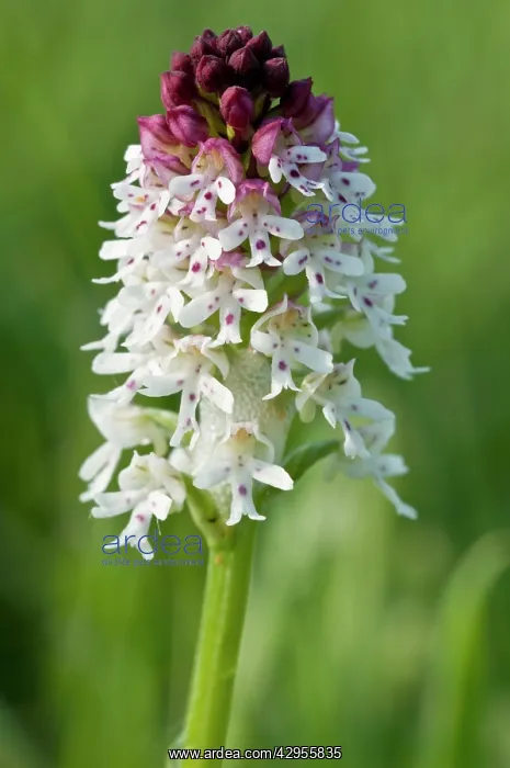 : Burnt Orchid - close up of flower : Burnt Orchid - close up of flower