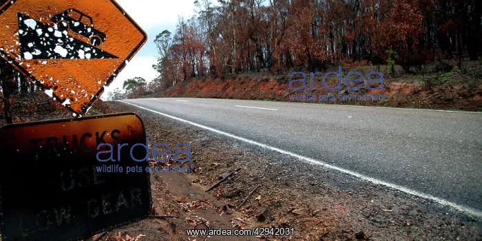 : Burnt road sign on Great Alpine Road after bushfire.Near : Burnt road sign on Great Alpine Road after bushfire.Near