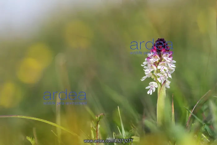 : Burnt Tip Orchid - UK : Burnt Tip Orchid - UK