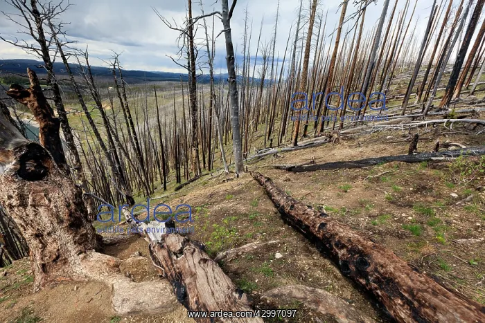 : Burnt Trees - and skeleton forestry at Lake Butte : Burnt Trees - and skeleton forestry at Lake Butte