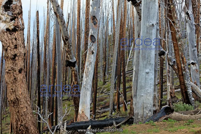  : Burnt Trees - and skeleton forestry at Lake Butte