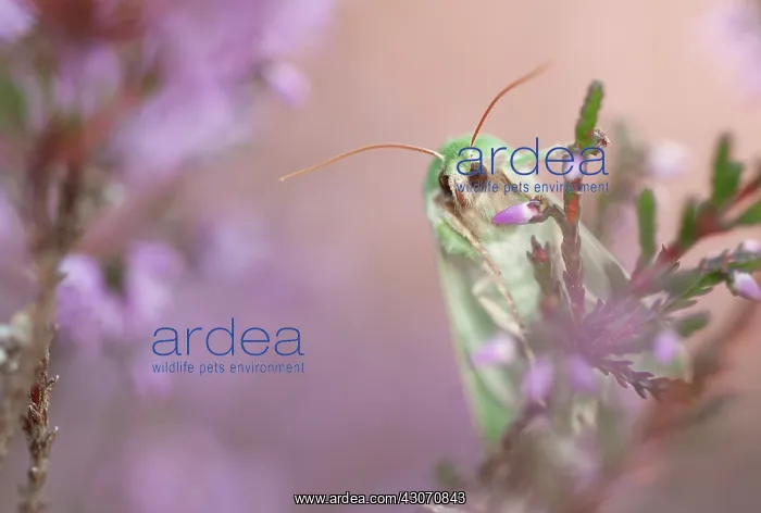 : Burren Green : Burren Green