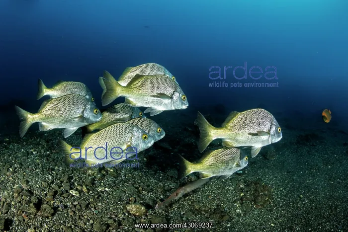 : Burrito grunt (Anisotremus interruptus), San Benedicto : Burrito grunt (Anisotremus interruptus), San Benedicto