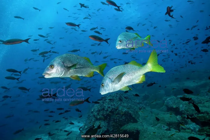 : Burrito grunt Anisotremus interruptus Galapagos Islands UNES : Burrito grunt Anisotremus interruptus Galapagos Islands UNES