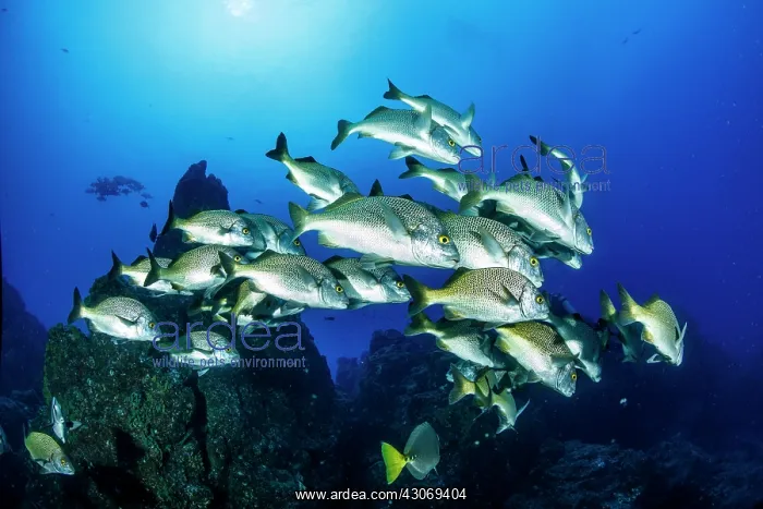 : Burrito grunt (Anisotremus interruptus), Socorro : Burrito grunt (Anisotremus interruptus), Socorro